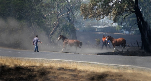 Horses caught in wildfire.